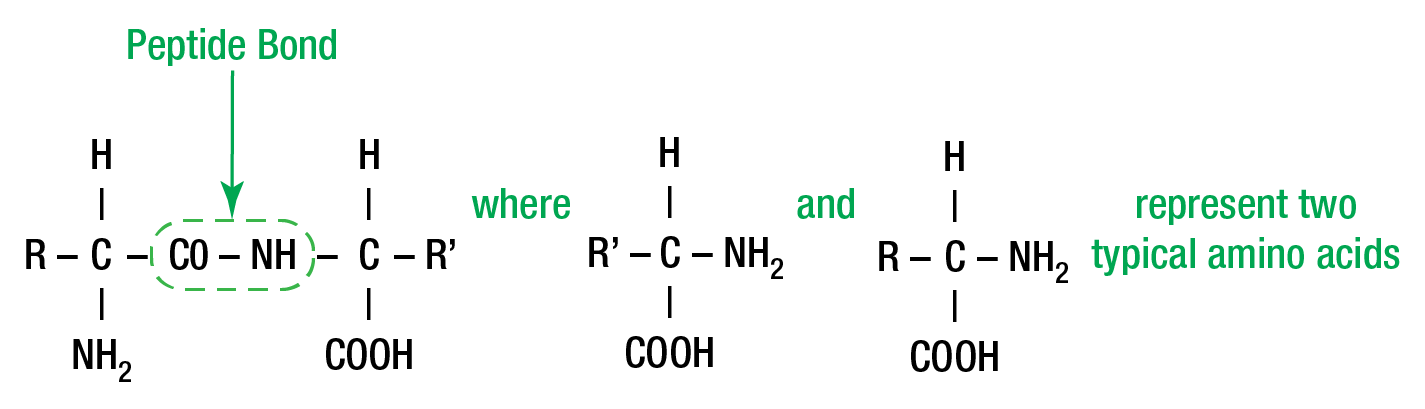 Enzyme Figure 1