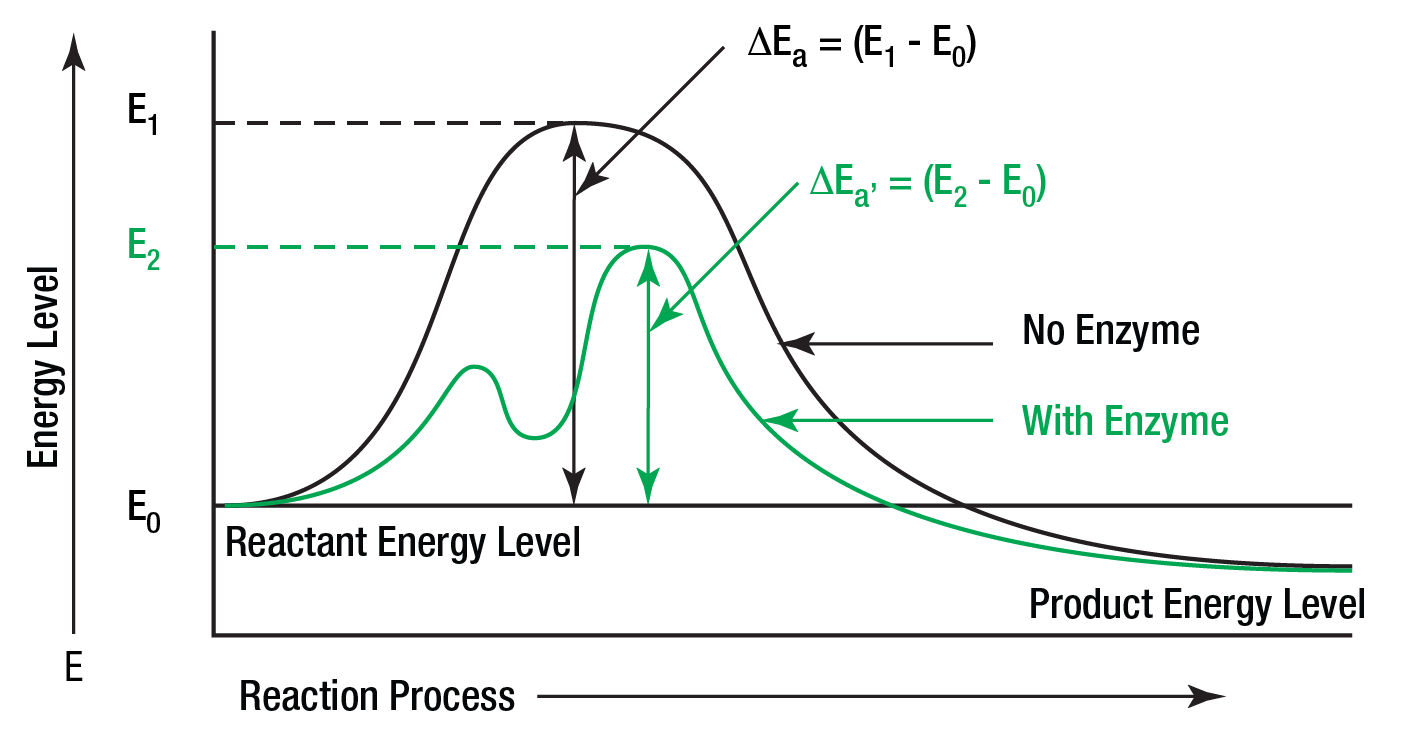 Enzyme Figure 3