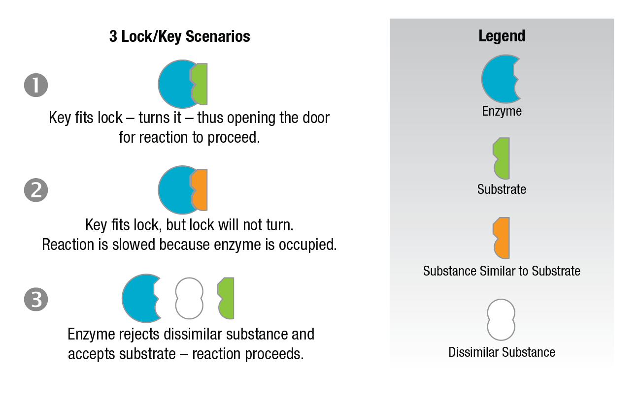 Enzyme Figure 9