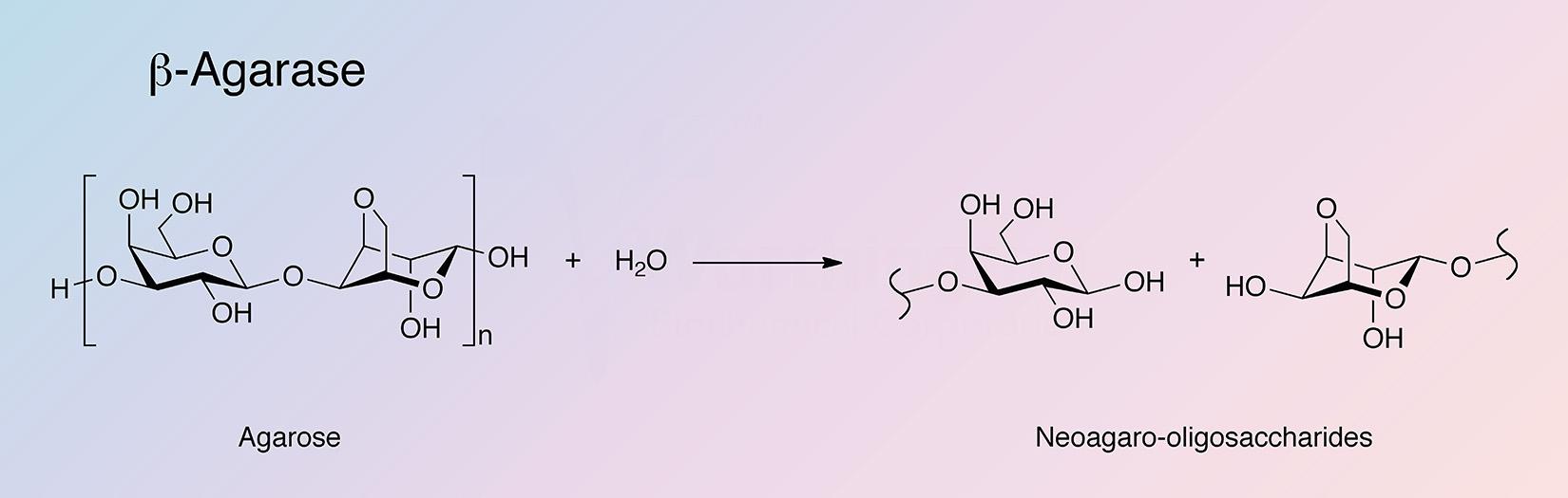 Beta Agarase Enzymatic Reaction