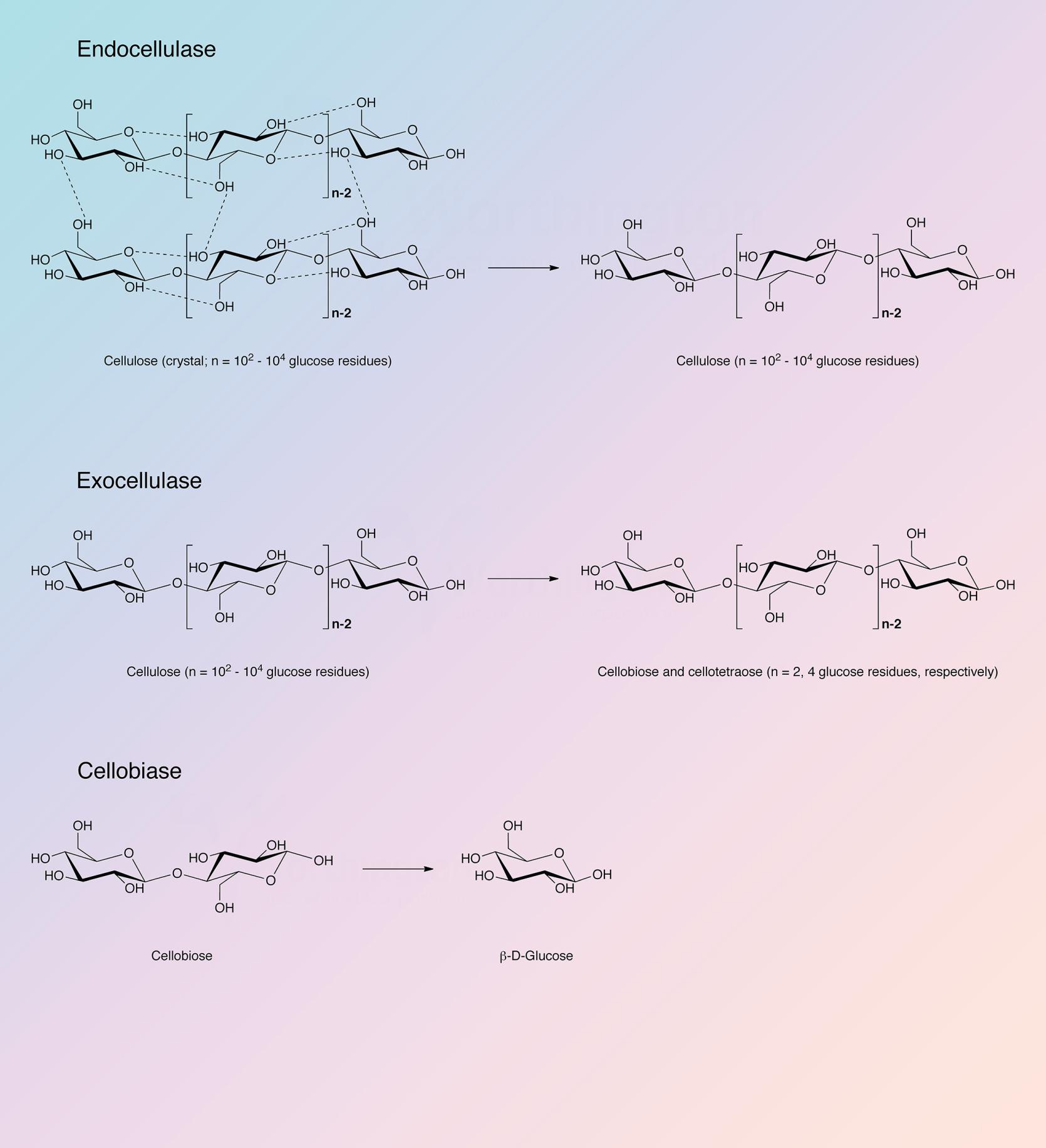 Cellulase Enzymatic Reaction