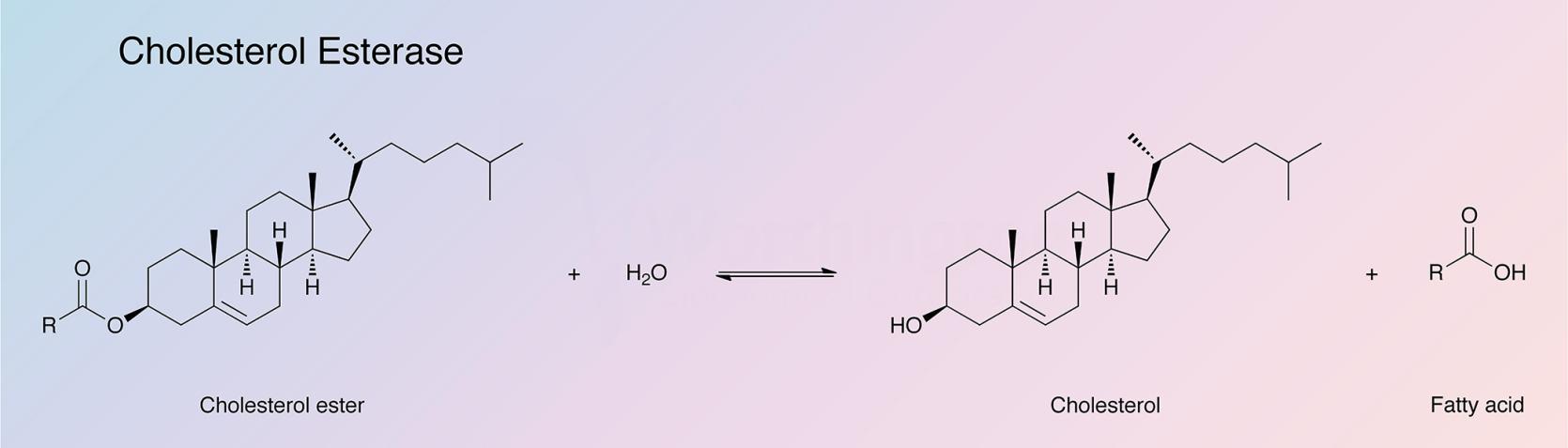 Cholesterol Esterase Enzymatic Reaction