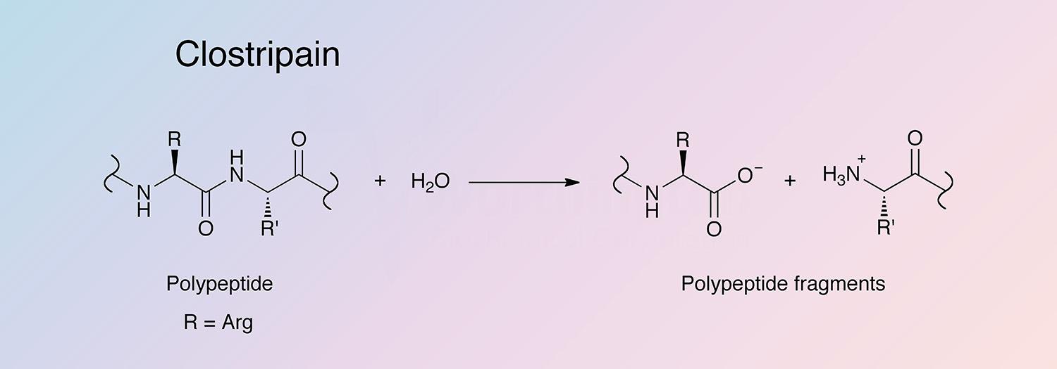 Clostripain Enzymatic Reaction