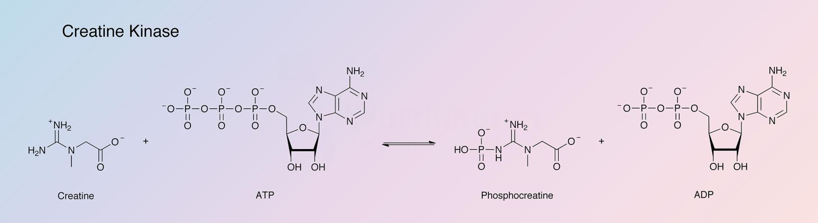 Creatine Kinase Enzymatic Reaction