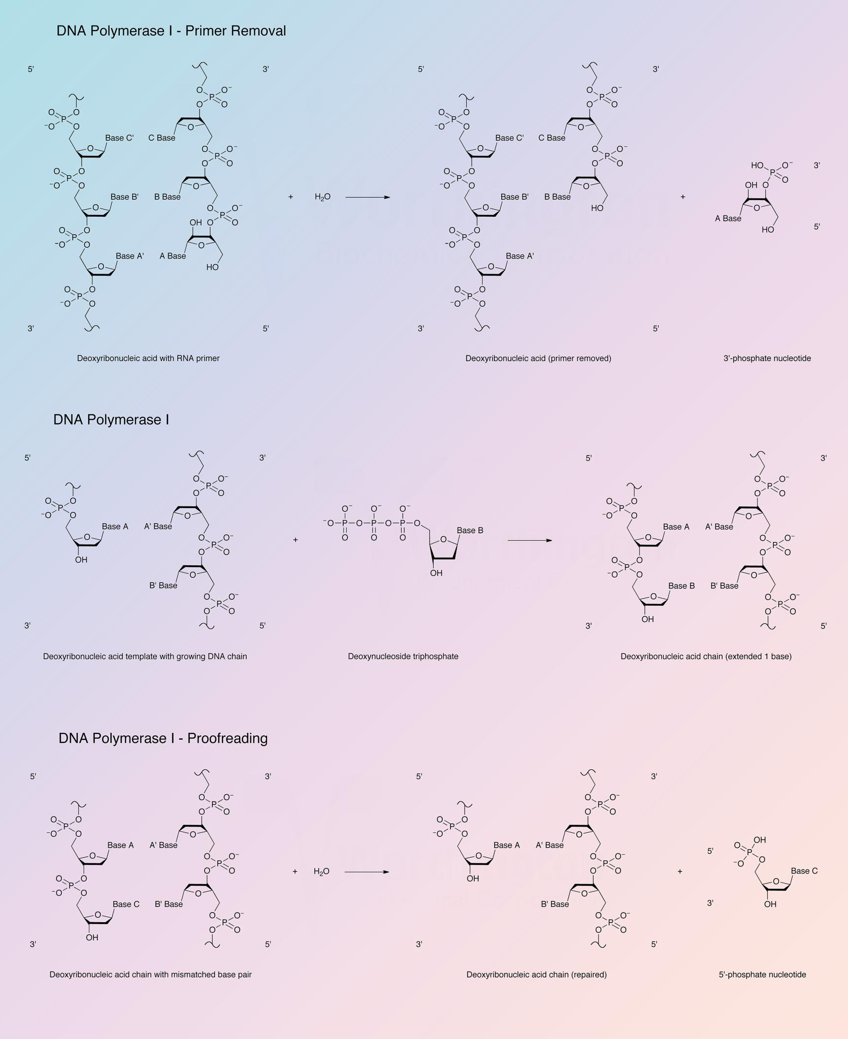 DNA Polymerase I Enzymatic Reaction