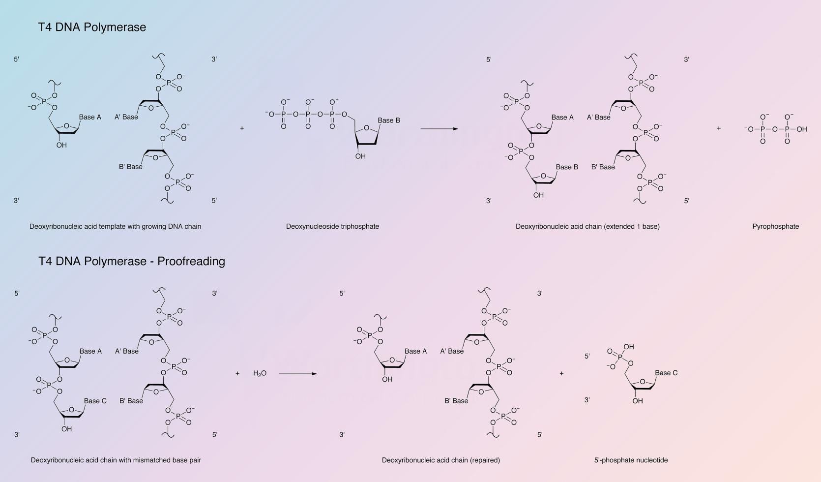 DNA Polymerase, T4 Enzymatic Reaction