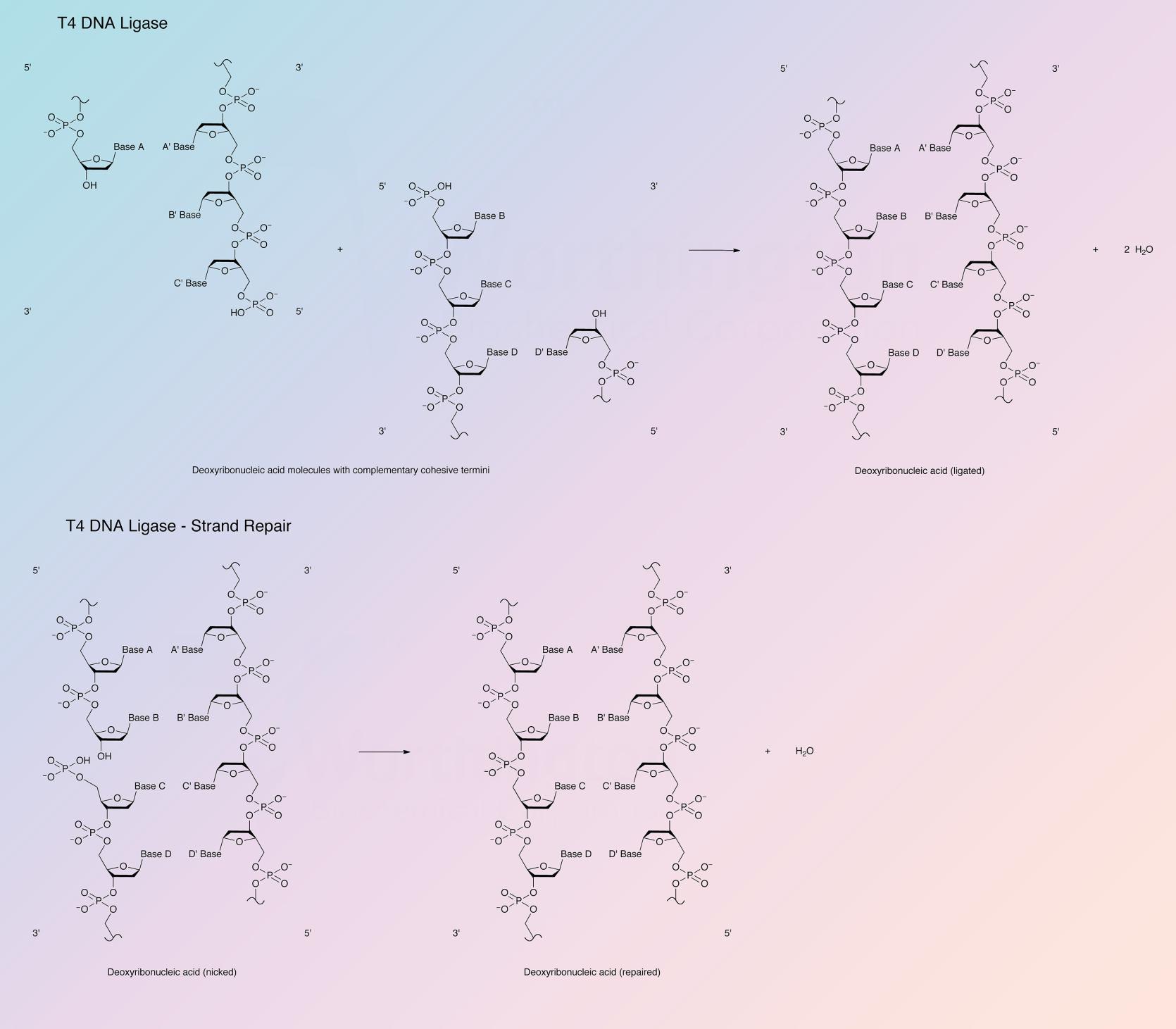 DNA Ligase, T4 Enzymatic Reaction