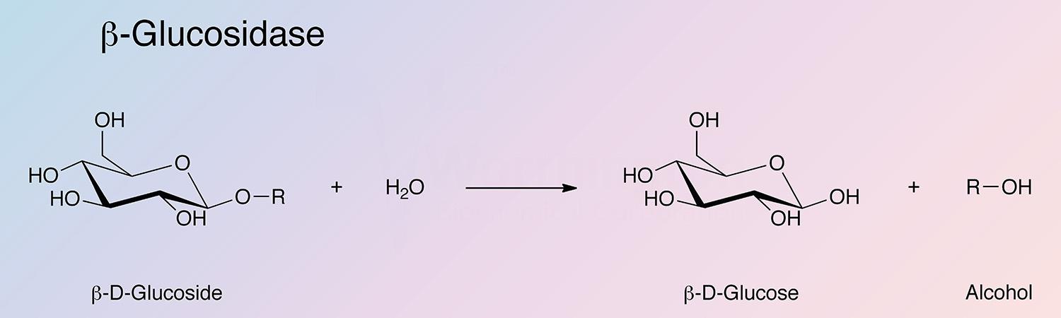 Glucosidase, Beta Enzymatic Reaction