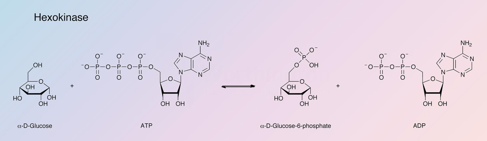 Hexokinase Enzymatic Reaction