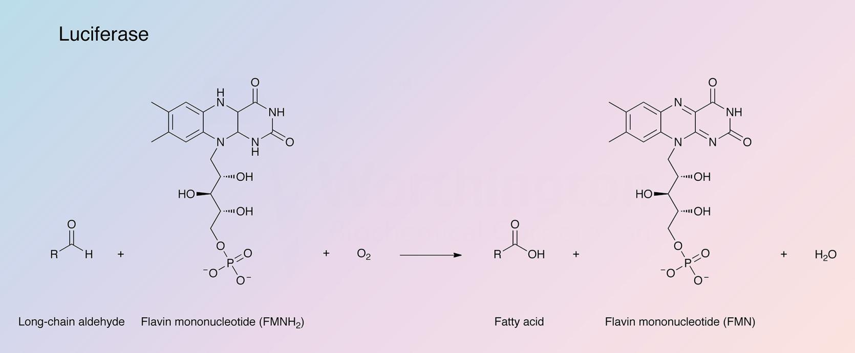 Luciferase Enzymatic Reaction