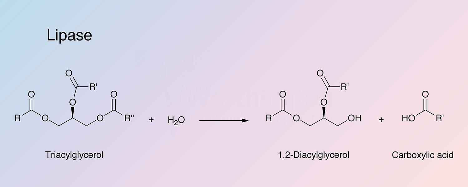 Lipase Enzymatic Reaction