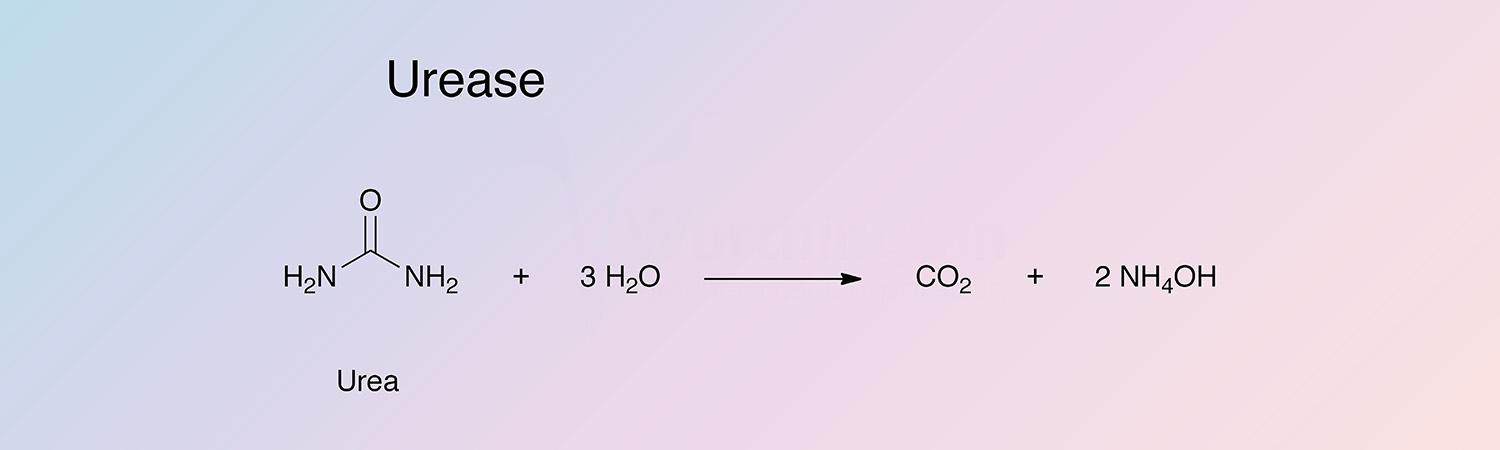 Urease Enzymatic Reaction